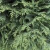 Blaue Scheinzypresse chamaecyparis lawsoniana columnaris glauca Detailaufnahme