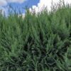 Blaue Scheinzypresse Chamaecyparis lawsoniana Columnaris Glauca Detailaufnahme