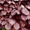 Blutbuche Fagus Sylvatica Atropunicea Detailaufnahme der Blätter