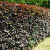 Blutbuche Fagus Sylvatica Atropunicea als Hecke