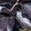 Blutbuche Fagus Sylvatica Atropunicea Detailaufnahme der Blätter