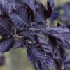 Blutbuche Fagus Sylvatica Atropunicea Detailaufnahme der Blätter