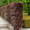 Blutbuche Fagus Sylvatica Atrpunicea als Hecke