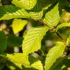 Buchenhecke Hainbuche Carpinus Betulus Detailaufnahme Blätter