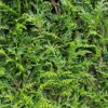 Detail Lebensbaum Thuja Plicata Martin