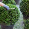 Eibe Taxus Baccata Kugel Detailaufnahme Schnitt
