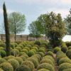 Eibe Taxus Baccata Kugel auf dem Feld