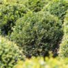 Eibe Taxus Baccata Kugel auf dem Feld Nahaufnahme