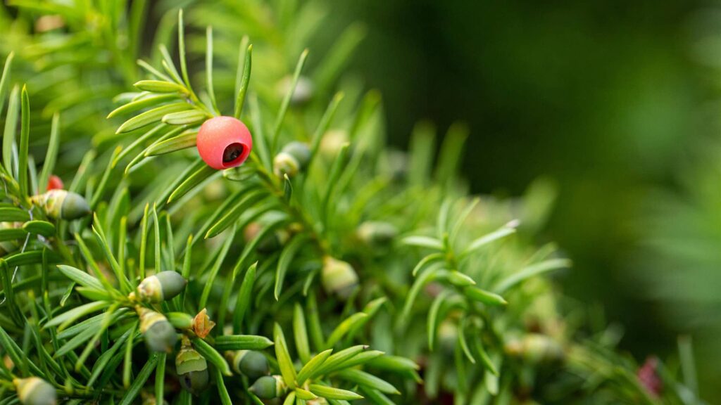 Eibe Taxus Media Hicksii Detailaufnahme
