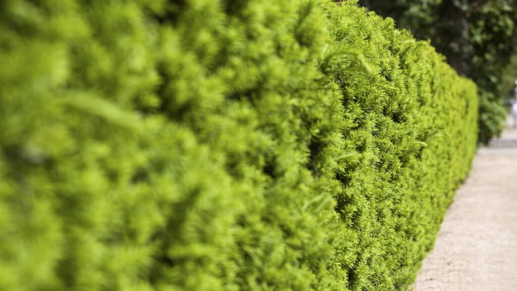 Eibe Taxus Media Hicksii als Hecke Detailaufnahme