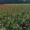 Feld mit Glanzmispel Red Robin Photinia Fraseri Red Robin