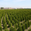 Feld mit Heckenpflanzen Lebensbaum Thuja Occidentalis Smaragd