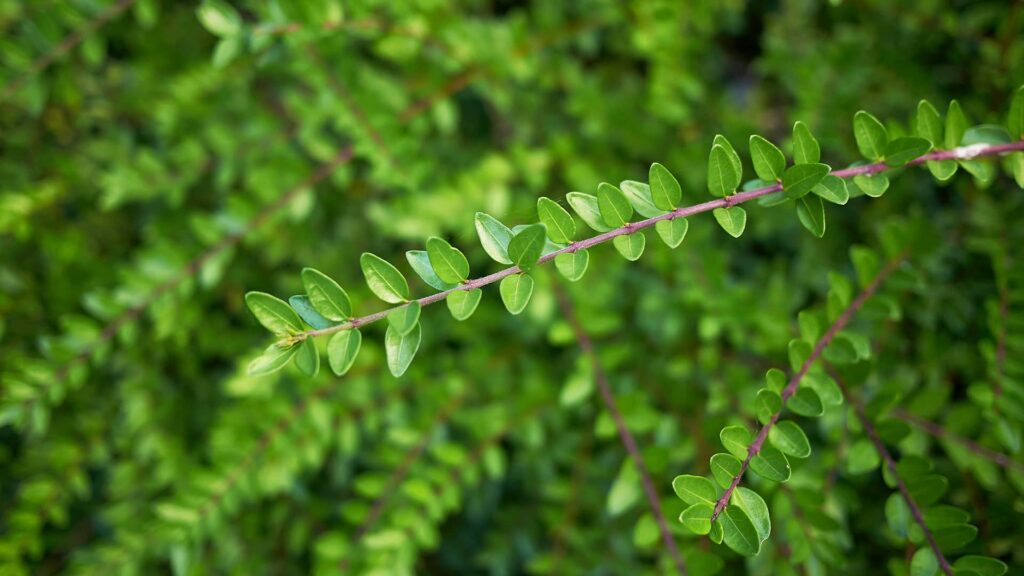 Flache Heckenmyrte Maigruen Lonicera Detailaufnahme