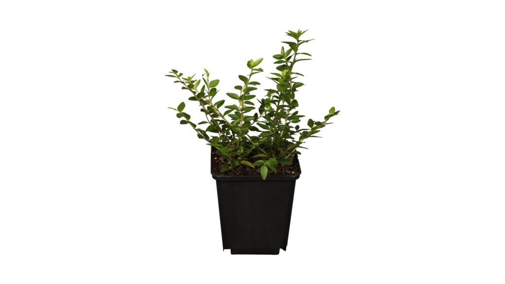 Flache Heckenmyrte Maigruen Lonicera Produktbild