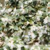 Frühlingsduftblüte Osmanthus Burkwoodii Blütensträucher
