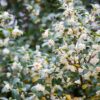 Frühlingsduftblüte Osmanthus Burkwoodii Blütenstrauch