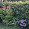 Glanzmispel Photinia Fraseri Red Robin als Hecke