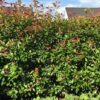 Glanzmispel Photinia Fraseri Red-Robin Hecke