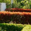 Glanzmispel Photinia Red Robin als Hecke
