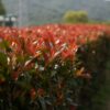 Glanzmispel Photinia Red Robin als Hecke