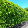 Großblättriger Kirschlorbeer Prunus laur. Rotundifolia Hecke an der Straße