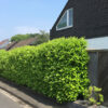 Großblättriger Kirschlorbeer Prunus Laurocerasus Rotundifolia als Sichtschutz zur Straße