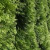 Große Hecke mit Lebensbaum Thuja Smaragd