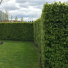 Hainbuche Carpinus Betulus Hecke