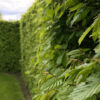 Hainbuche Carpinus Betulus Hecke