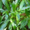 Kirschlorbeer Caucasica Detailaufnahme