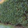 Kirschlorbeer Caucasica Prunus laur. Caucasica Hecke