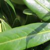 Kirschlorbeer Genolia Prunus Laurocerasus Genolia Detailaufnahme