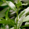 Kirschlorbeer Genolia Prunus Laurocerasus Genolia Detailaufnahme-blaetter