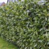 Kirschlorbeer Herbergii Prunus laur. Herbergii Hecke