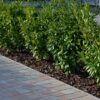 Kirschlorbeer Novita Prunus Laurocerasus Novita kleine Hecke
