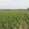 Kirschlorbeer Prunus Etna kleine Junge Pflanzen auf dem Feld