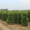Kirschlorbeer Prunus Etna Pflanzen auf dem Feld