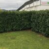 Kirschlorbeer Prunus laur. Genolia Sichtschutz Hecke im Garten