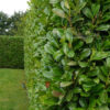 Kirschlorbeer Prunus laurocerasus Rotundifolia