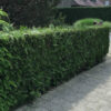 Lebensbaum Thuja Plicata Atrovirens Hecke Vorgarten