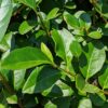 Liguster Ligustrum Detailaufnahme der Blätter