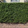 Ovalblättriger Liguster Ligustrum Ovalifolium Hecke