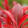 Glanzmisple Photinia Detailaufnahme Heckenpflanzen