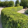 Portugiesischer Kirschlorbeer Prunus Angustifolia Lusitanica als Hecke vor einem Wohnhaus
