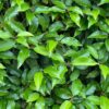 Portugiesischer Kirschlorbeer Prunus Angustifolia Lusitanica Detailaufnahme der Blätter