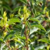 Portugiesischer Kirschlorbeer Prunus Angustifolia Lusitanica Detailaufnahme der Blätter
