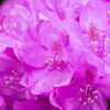 Rhododendron Catawbiense Boursault Detailaufnahme