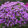 Rhododendron Catawbiense Boursault