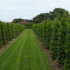 Weg an dem Feld mit Lebensbaum Thuja Plicata Martin